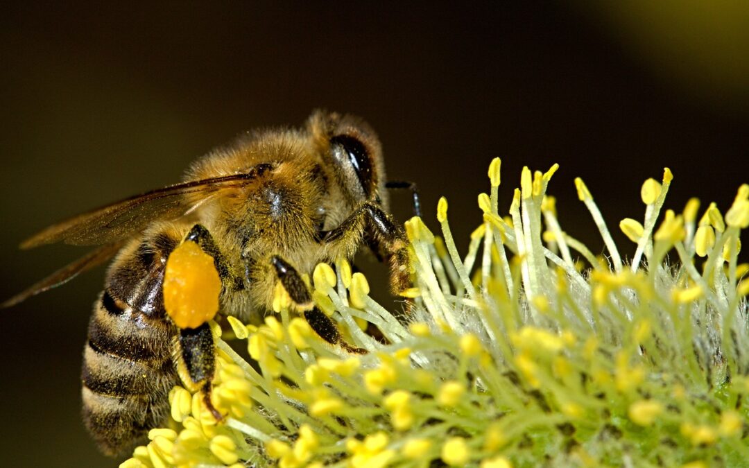 Wie lange sammeln 1000 Bienen für 1 Glas Honig?