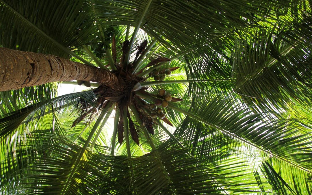 Wichtige Fakten über Palmöl