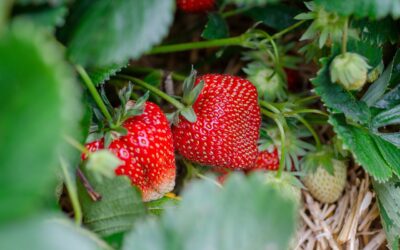 Erde für Erdbeeren selber mischen